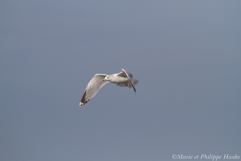 Goeland 0340_wm.jpg - Goéland argenté - Mew Gull - Larus canus(Bretagne, France, janvier 2011)